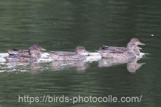 シーズン初コガモ　2024.09.11