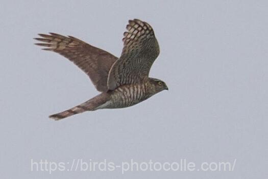 ハイタカ　2025.02.04