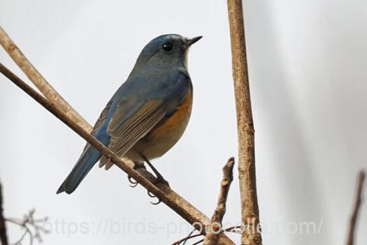 ルリビタキ♂　2025.02.12