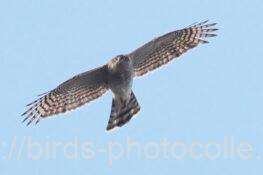 ハイタカ　2026.01.13