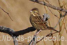 アオジ　2025.12.29