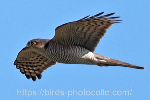 ハイタカ　2023.11.27