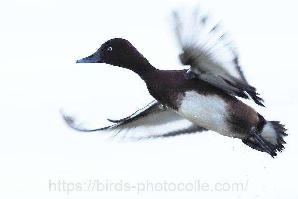 メジロガモ 2025.11.30