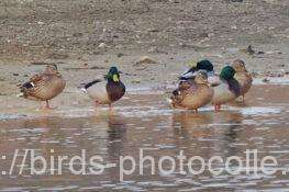 マガモ　2026.01.05