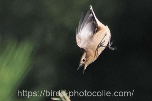 ノビタキ　2024.10.12