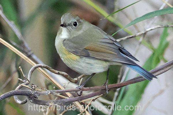 ルリビタキ　2026.01.17