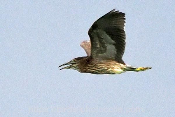 ゴイサギの幼鳥ホシゴイ　2025.07.12