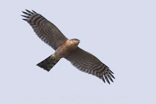 ハイタカ 2026.03.02