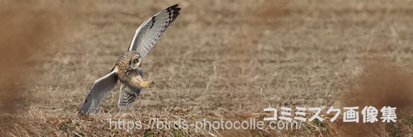勅使池周辺のコミミズク