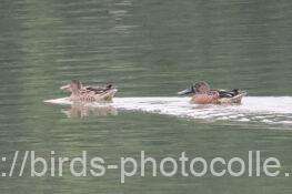 ハシビロガモ 2025.10.16