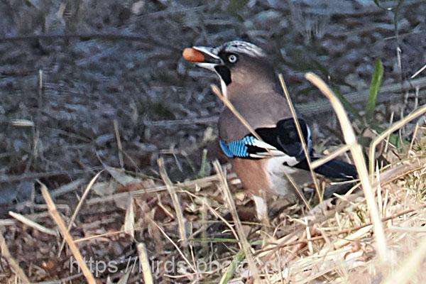 カケス　2026.02.10