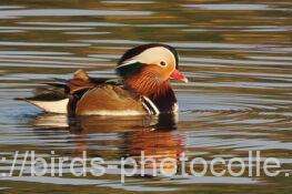 オシドリ　2025.12.11