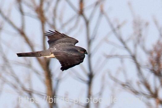 ハイタカ　2025.02.12