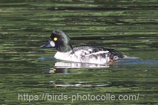 ホオジロガモ　2024.11.21