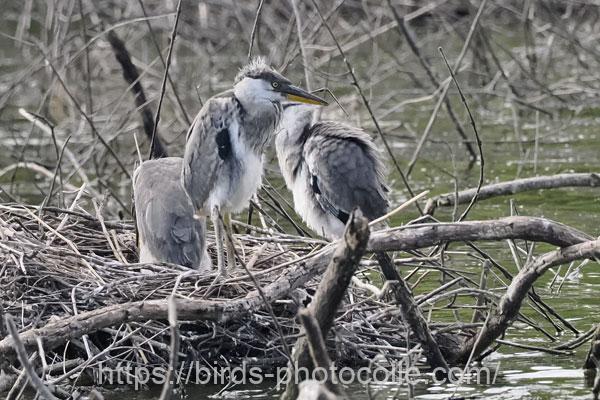 アオサギ 2024.06.03