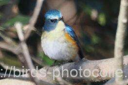 ルリビタキ♂　2026.02.04