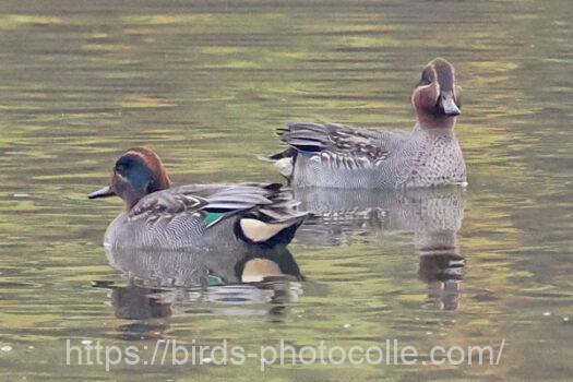 コガモ　2023.12.16