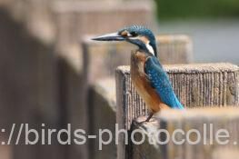 カワセミ 2025.09.26