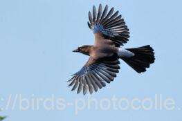 カケス　2025.10.08