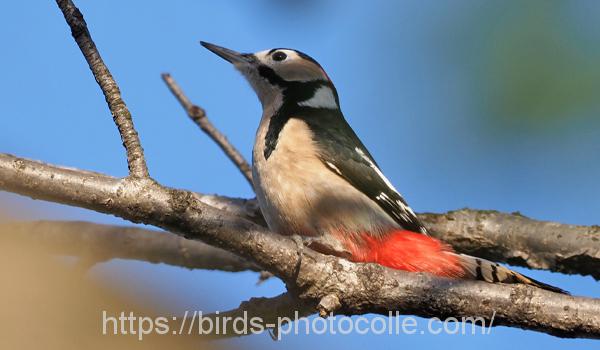勅使池のアカゲラ191229-3