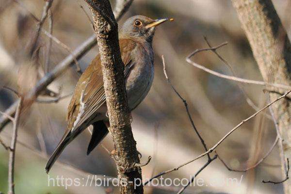 シロハラ　2026.01.19