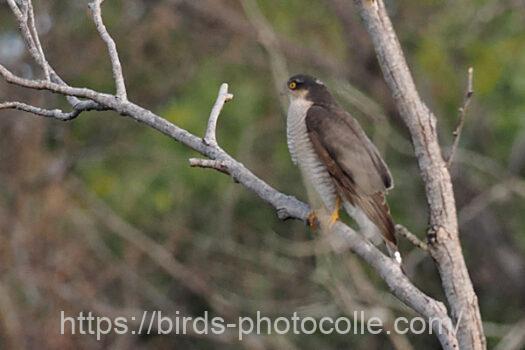 ハイタカ　2024.01.19