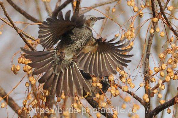 ヒヨドリ 2026.02.24