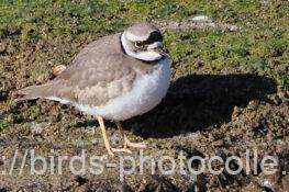 イカルチドリ　2026.01.09