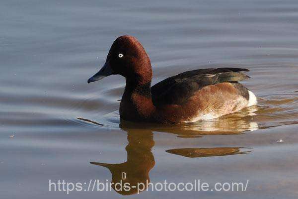 メジロガモ 2025.11.30