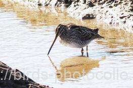 今日の観察は1羽　タシギ　2026.01.28