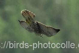 ハヤブサ220722-2