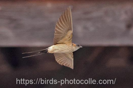 コシアカツバメ220617