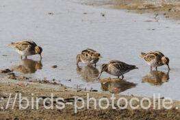 ４羽は初！タシギ　2026.01.26