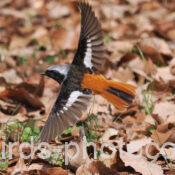 ジョウビタキ 2025.03.18