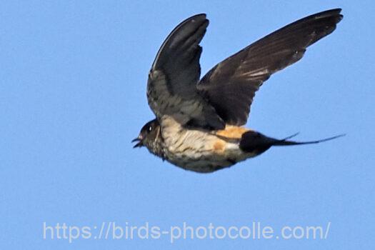 コシアカツバメ　2024.06.19