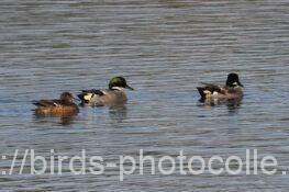 ヨシガモ　2025.11.16