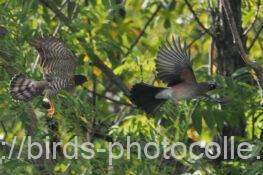 ツミVSカケス　2025.10.13