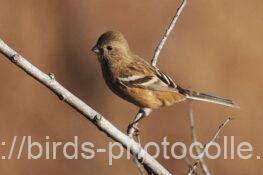 ベニマシコ♀　2025.12.09