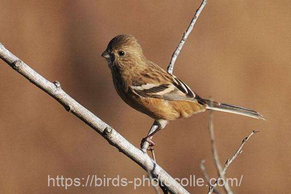 ベニマシコ♀ 2025.12.09