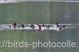 キンクロハジロ（ホシハジロ混在）　2025.10.24