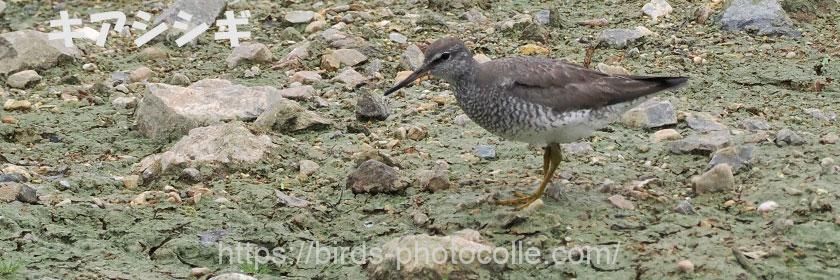 勅使池のキアシシギ