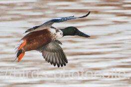 ハシビロガモ♂　2026.01.26