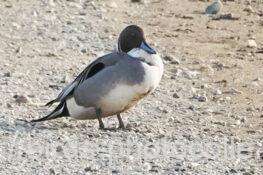 オナガガモ　2026.02.17