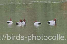 ホシハジロ　2025.10.24