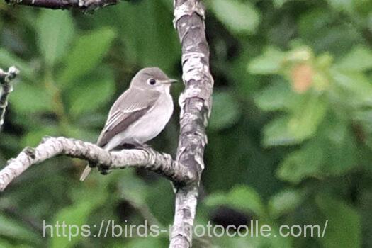 コサメビタキ　2024.10.08