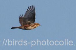 カシラダカ　2025.12.30