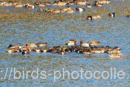 ハシビロガモ＋ヒドリガモ数羽　2026.01.21