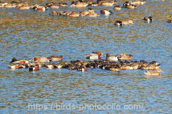 ハシビロガモ＋ヒドリガモ数羽　2026.01.21