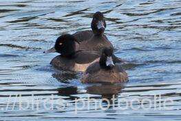 キンクロハジロ　2025.12.04