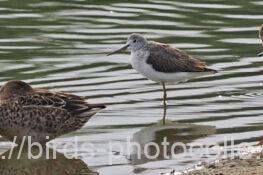 アオアシシギ　2025.10.23